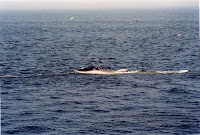 278-28a.JPG