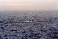 278-21a.JPG