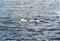 278-31a.JPG