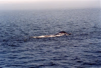 278-22a.JPG