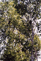 280-6a.JPG