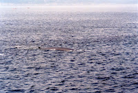 278-14a.JPG