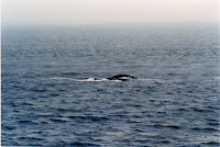 278-25a.JPG