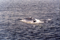 278-16a.JPG