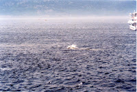 278-13a.JPG