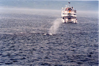 278-15a.JPG