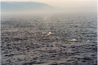 278-7a.JPG
