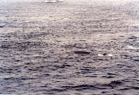 278-8a.JPG