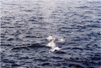278-11a.JPG