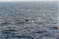 278-30a.JPG