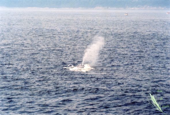Baleine